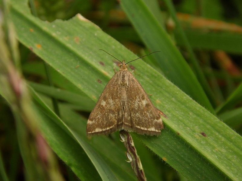 Lepidotteri del Parco del Roccolo da ID